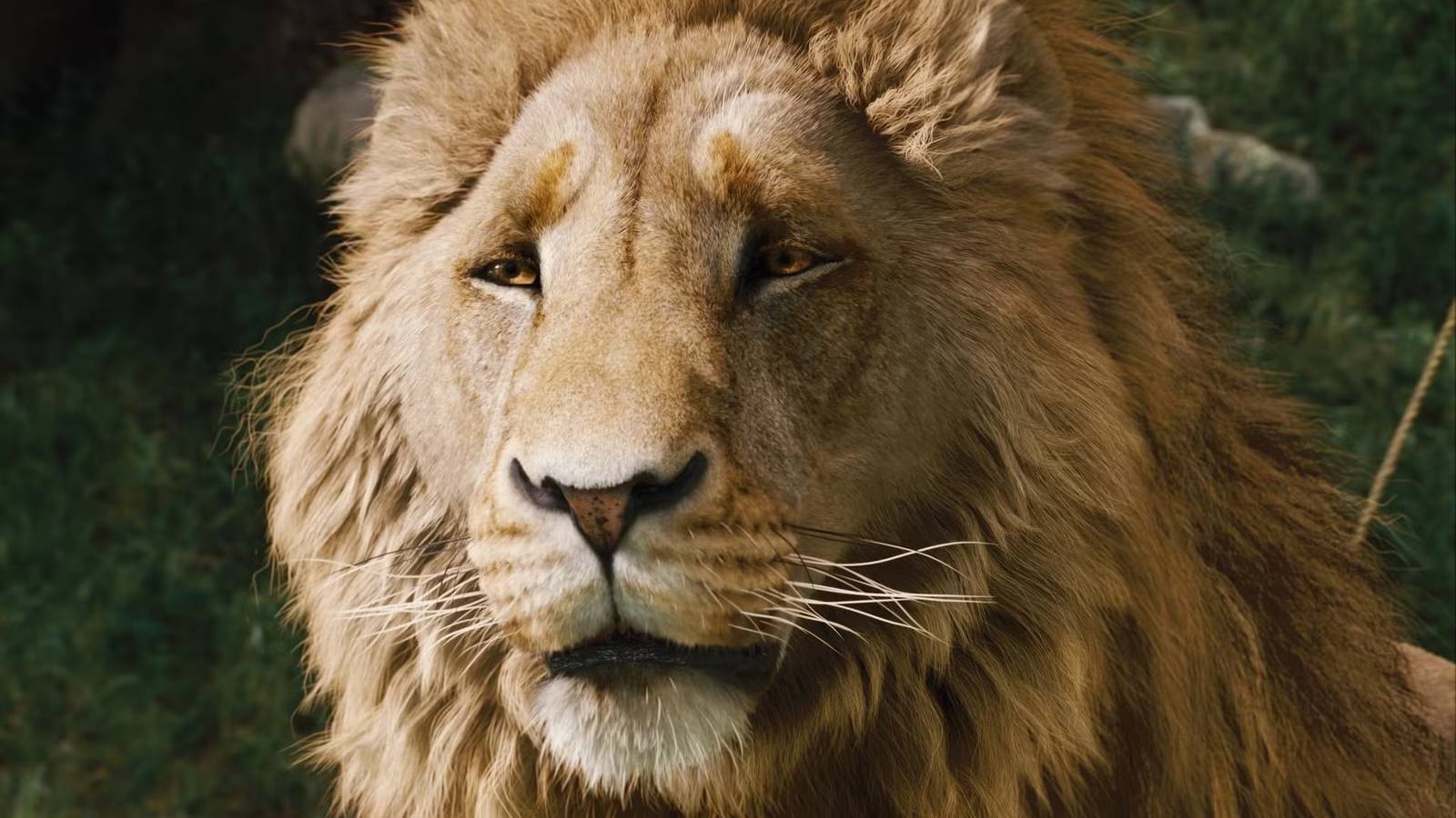 Netflix'in Narnia Yeniden Çekimi İlk Görselini Paylaştı: Aslan Karşımızda!