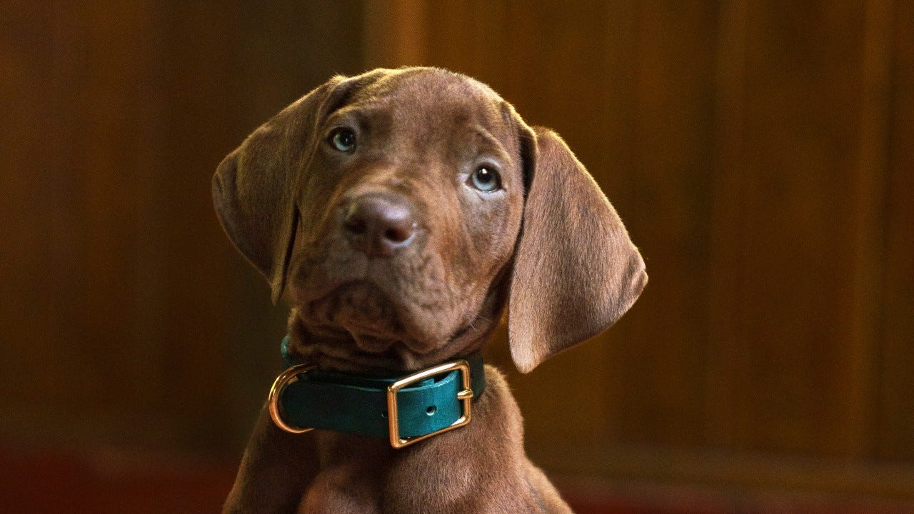Netflix'in Scooby-Doo: Origins Dizisi Çekimleri Tamamlandı: İşte İlk Gerçek Danua