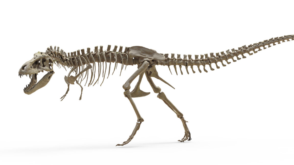 T. rex'in Dişleri Ortaya Çıkardı: Fil Kadar Sıcakkanlıymış!